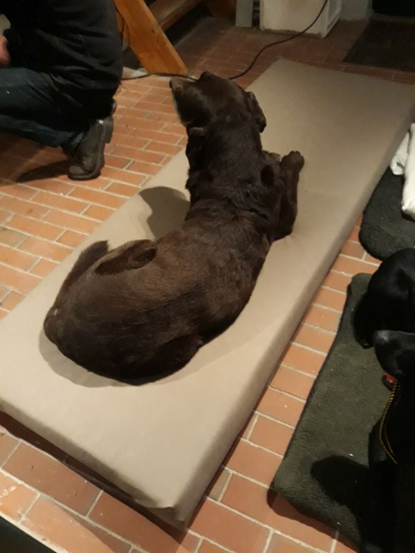 Hundesofa3