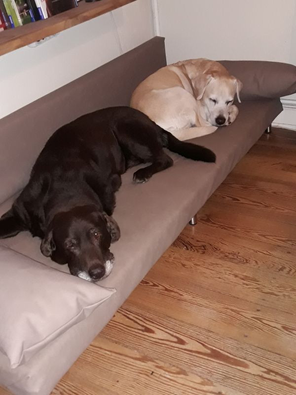 Hundesofa7