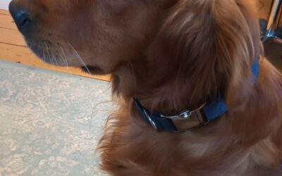DIY-Hundehalsband nähen