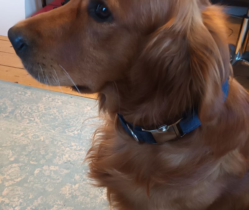 DIY-Hundehalsband nähen