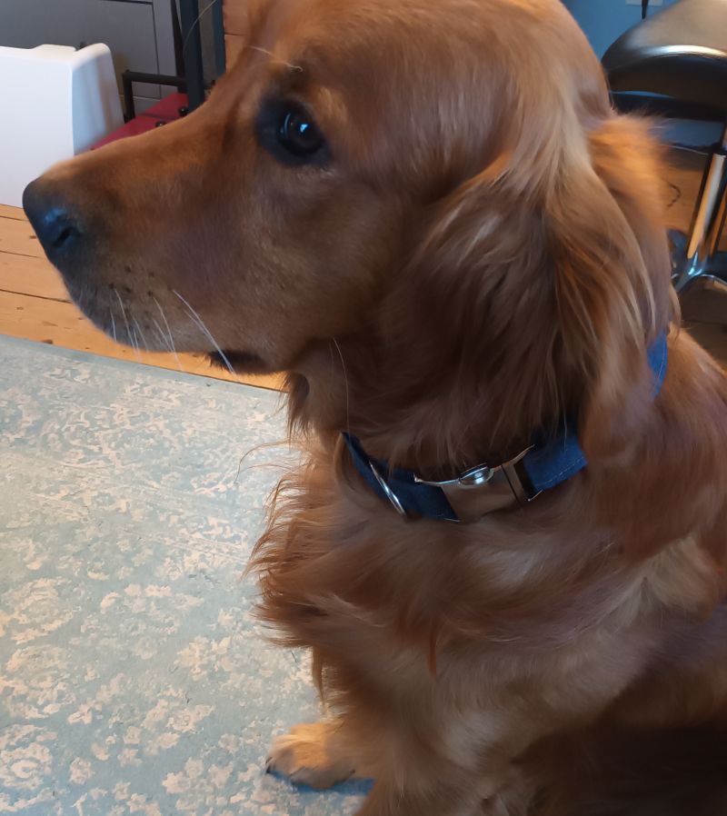Golden Retriever Hudson trägt das neue Hundehalsband zur Probe.